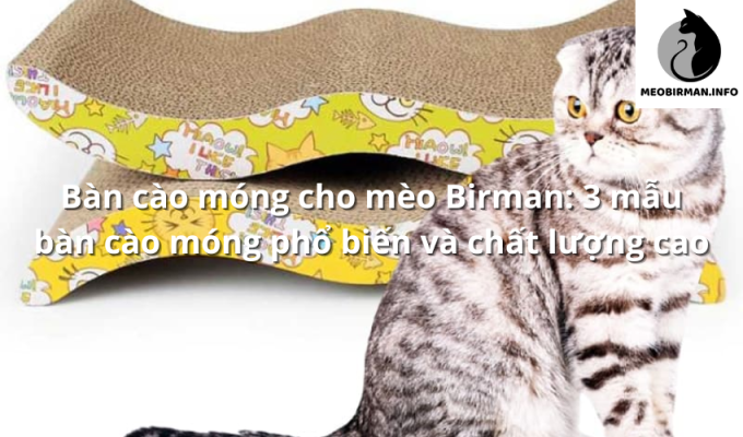 Bàn cào móng cho mèo Birman: 3 mẫu bàn cào móng phổ biến và chất lượng cao