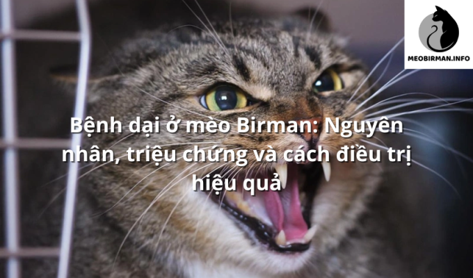 Bệnh dại ở mèo Birman: Nguyên nhân, triệu chứng và cách điều trị hiệu quả