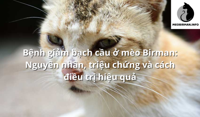 Bệnh giảm bạch cầu ở mèo Birman: Nguyên nhân, triệu chứng và cách điều trị hiệu quả