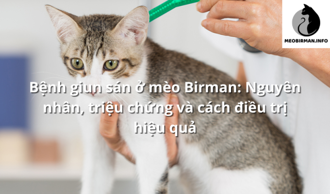 Bệnh giun sán ở mèo Birman: Nguyên nhân, triệu chứng và cách điều trị hiệu quả