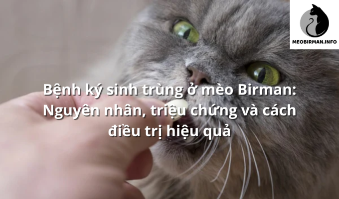 Bệnh ký sinh trùng ở mèo Birman: Nguyên nhân, triệu chứng và cách điều trị hiệu quả