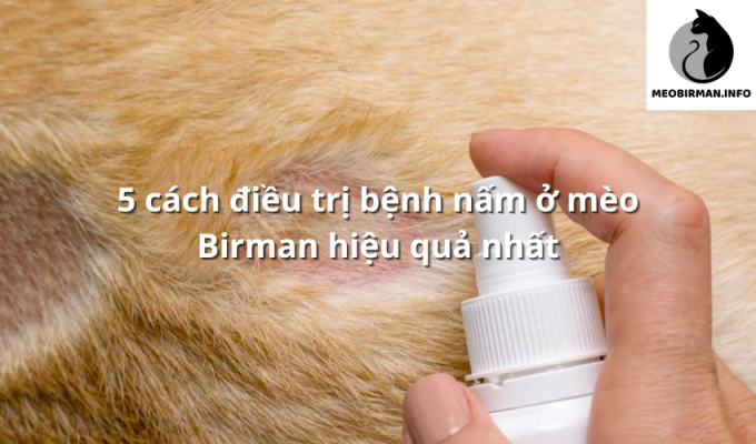 5 cách điều trị bệnh nấm ở mèo Birman hiệu quả nhất