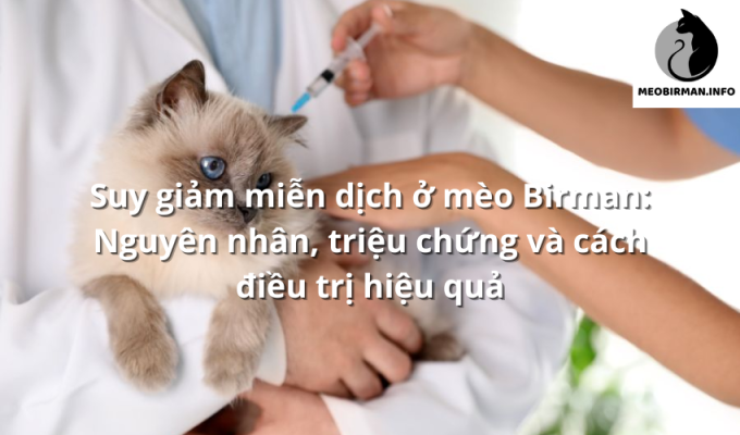 Suy giảm miễn dịch ở mèo Birman: Nguyên nhân, triệu chứng và cách điều trị hiệu quả