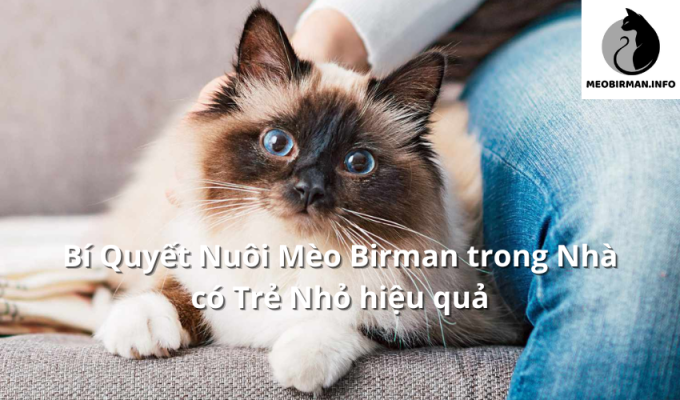 Bí Quyết Nuôi Mèo Birman trong Nhà có Trẻ Nhỏ hiệu quả