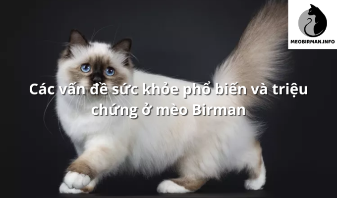 Các vấn đề sức khỏe phổ biến và triệu chứng ở mèo Birman