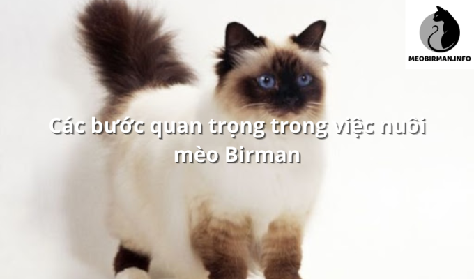 Các bước quan trọng trong việc nuôi mèo Birman