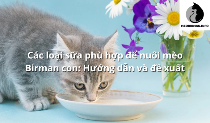 Các loại sữa phù hợp để nuôi mèo Birman con: Hướng dẫn và đề xuất