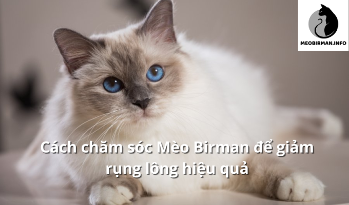 Cách chăm sóc Mèo Birman để giảm rụng lông hiệu quả