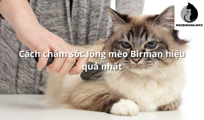 Cách chăm sóc lông mèo Birman hiệu quả nhất