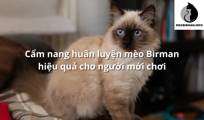 Cẩm nang huấn luyện mèo Birman hiệu quả cho người mới chơi