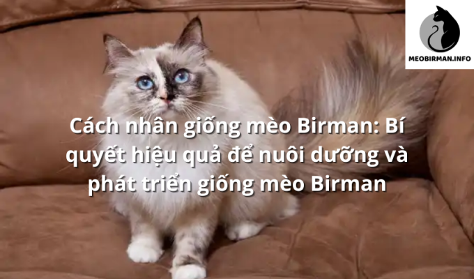 Cách nhân giống mèo Birman: Bí quyết hiệu quả để nuôi dưỡng và phát triển giống mèo Birman