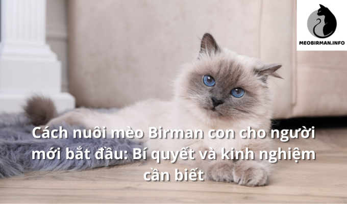 Cách nuôi mèo Birman con cho người mới bắt đầu: Bí quyết và kinh nghiệm cần biết