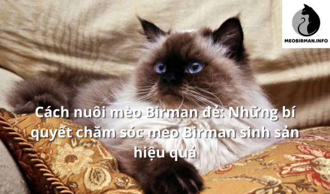 Cách nuôi mèo Birman đẻ: Những bí quyết chăm sóc mèo Birman sinh sản hiệu quả