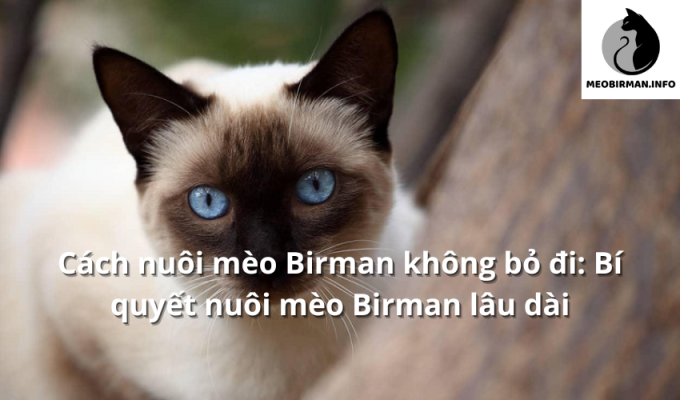 Cách nuôi mèo Birman không bỏ đi: Bí quyết nuôi mèo Birman lâu dài