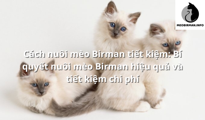 Cách nuôi mèo Birman tiết kiệm: Bí quyết nuôi mèo Birman hiệu quả và tiết kiệm chi phí