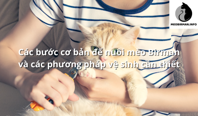 Các bước cơ bản để nuôi mèo Birman và các phương pháp vệ sinh cần thiết