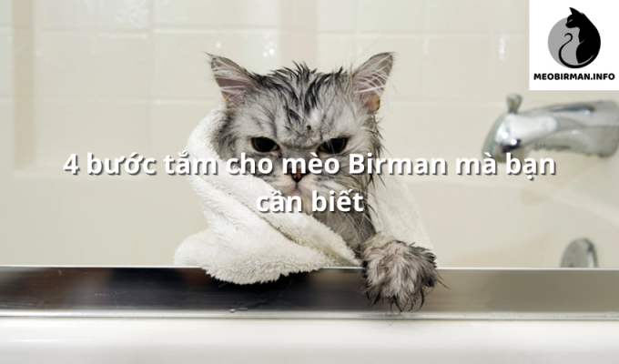 4 bước tắm cho mèo Birman mà bạn cần biết