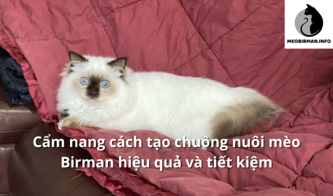 Cẩm nang cách tạo chuồng nuôi mèo Birman hiệu quả và tiết kiệm