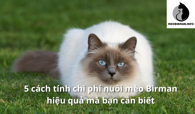 5 cách tính chi phí nuôi mèo Birman hiệu quả mà bạn cần biết