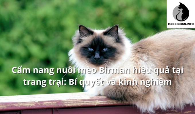 Cẩm nang nuôi mèo Birman hiệu quả tại trang trại: Bí quyết và kinh nghiệm