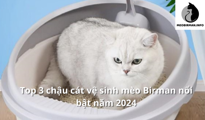 Top 3 chậu cát vệ sinh mèo Birman nổi bật năm 2024