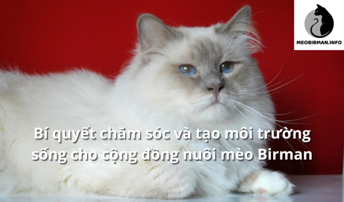 Bí quyết chăm sóc và tạo môi trường sống cho cộng đồng nuôi mèo Birman