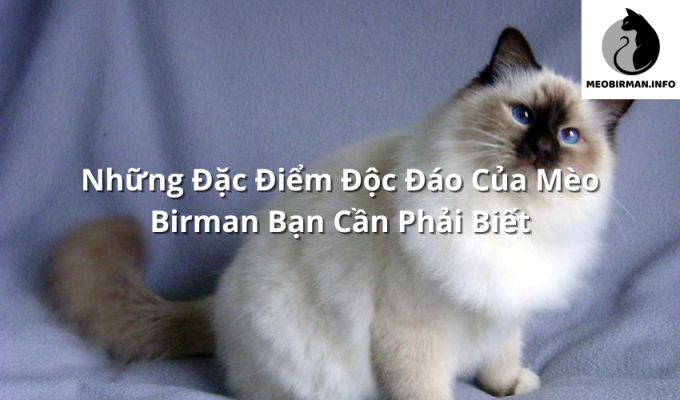 Những Đặc Điểm Độc Đáo Của Mèo Birman Bạn Cần Phải Biết