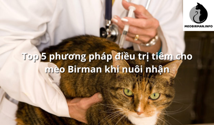 Top 5 phương pháp điều trị tiêm cho mèo Birman khi nuôi nhận