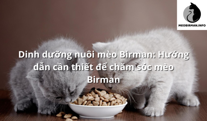 Dinh dưỡng nuôi mèo Birman: Hướng dẫn cần thiết để chăm sóc mèo Birman