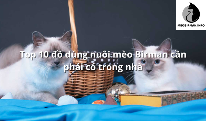 Top 10 đồ dùng nuôi mèo Birman cần phải có trong nhà