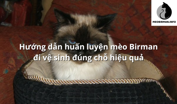 Hướng dẫn huấn luyện mèo Birman đi vệ sinh đúng chỗ hiệu quả