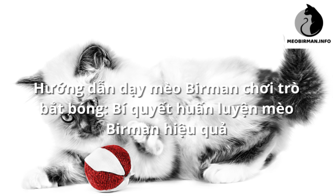 Hướng dẫn dạy mèo Birman chơi trò bắt bóng: Bí quyết huấn luyện mèo Birman hiệu quả