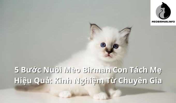 5 Bước Nuôi Mèo Birman Con Tách Mẹ Hiệu Quả: Kinh Nghiệm Từ Chuyên Gia