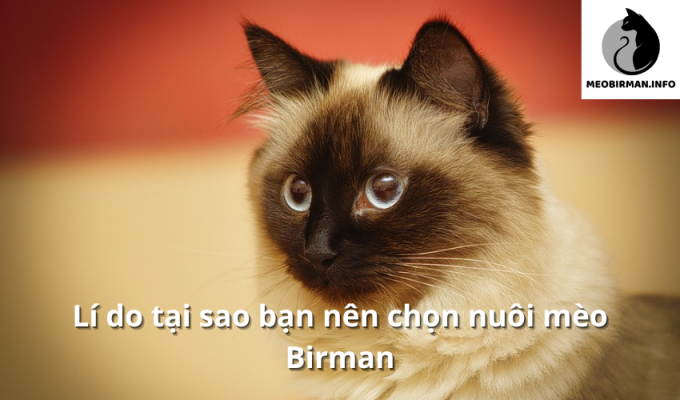 Lí do tại sao bạn nên chọn nuôi mèo Birman