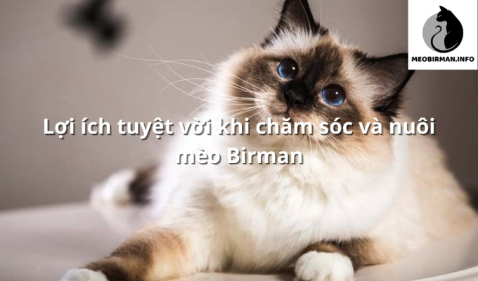 Lợi ích tuyệt vời khi chăm sóc và nuôi mèo Birman