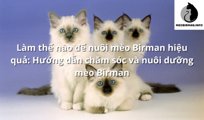 Làm thế nào để nuôi mèo Birman hiệu quả: Hướng dẫn chăm sóc và nuôi dưỡng mèo Birman