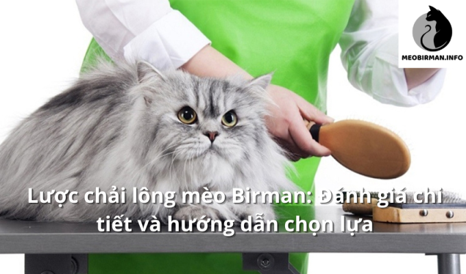 Lược chải lông mèo Birman: Đánh giá chi tiết và hướng dẫn chọn lựa