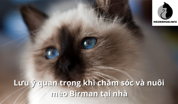 Lưu ý quan trọng khi chăm sóc và nuôi mèo Birman tại nhà