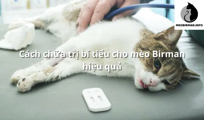 Cách chữa trị bí tiểu cho mèo Birman hiệu quả