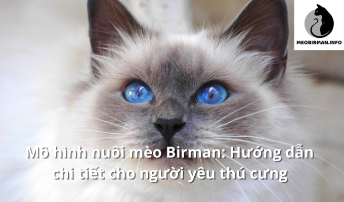 Mô hình nuôi mèo Birman: Hướng dẫn chi tiết cho người yêu thú cưng