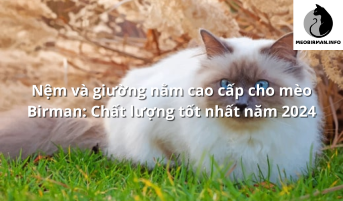 Nệm và giường nằm cao cấp cho mèo Birman: Chất lượng tốt nhất năm 2024