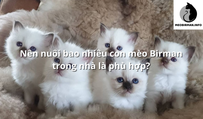 Nên nuôi bao nhiêu con mèo Birman trong nhà là phù hợp?