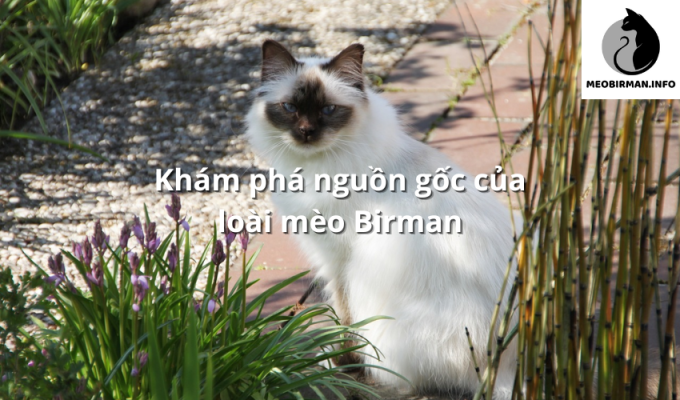 Khám phá nguồn gốc của loài mèo Birman