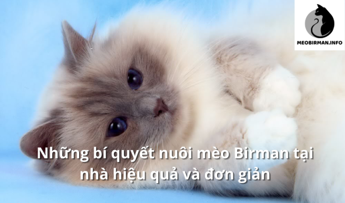 Những bí quyết nuôi mèo Birman tại nhà hiệu quả và đơn giản