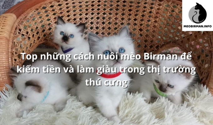 Top những cách nuôi mèo Birman để kiếm tiền và làm giàu trong thị trường thú cưng