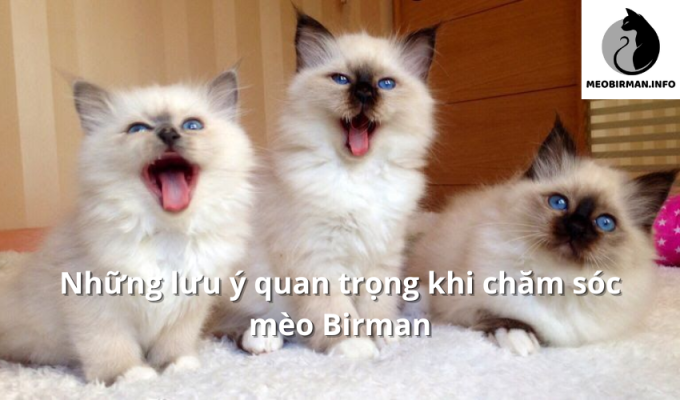 Những lưu ý quan trọng khi chăm sóc mèo Birman