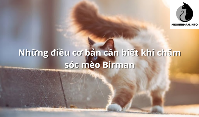 Những điều cơ bản cần biết khi chăm sóc mèo Birman