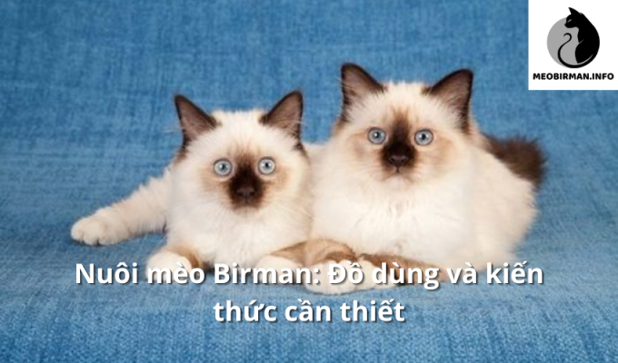 Nuôi mèo Birman: Đồ dùng và kiến thức cần thiết