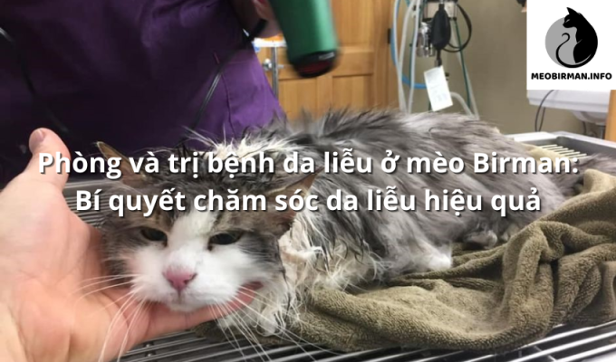 Phòng và trị bệnh da liễu ở mèo Birman: Bí quyết chăm sóc da liễu hiệu quả