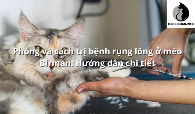 Phòng và cách trị bệnh rụng lông ở mèo Birman: Hướng dẫn chi tiết